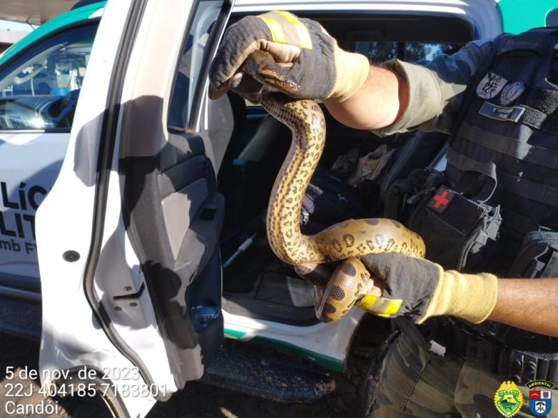 Candói: Cobra Sucuri é encontrada dentro de veículo