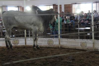 Leilão da Sociedade Rural de Laranjeiras do Sul movimentou mais de um milhão em negócios 