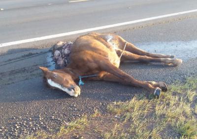 Laranjeiras: Cavalo morre após ser atingido por veículo na BR 277 