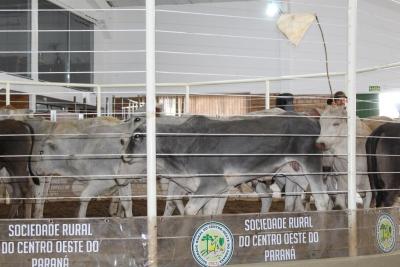 Sociedade Rural do Centro Oeste do Paraná, uma referência na produção de proteína animal 