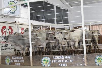 Sociedade Rural do Centro Oeste do Paraná, uma referência na produção de proteína animal 