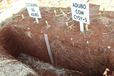 DIA DE CAMPO COPROSSEL – Novas tecnologias de sementes, tratamentos, máquinas e valorização do empreendedorismo feminino no agro