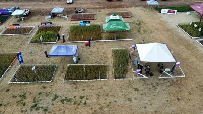 DIA DE CAMPO COPROSSEL 2023 – Alta tecnologia, inovação e valorização das mulheres do Agro