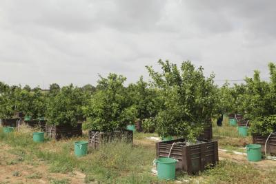 FAEP conhece técnicas de Israel para produzir alimentos no deserto