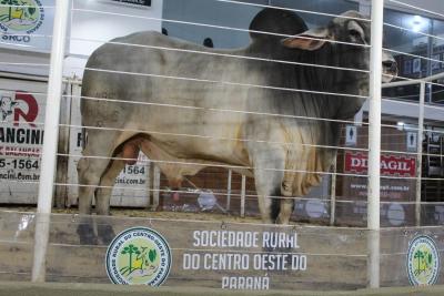 Leilões da Sociedade Rural de Laranjeiras do Sul comercializam mais de 900 animais 