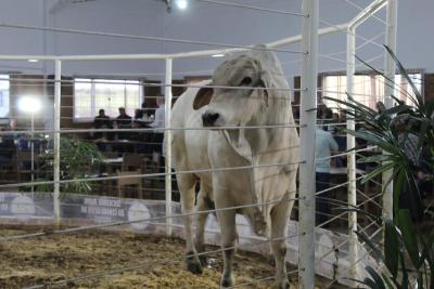 Leilões da Sociedade Rural de Laranjeiras do Sul comercializam mais de 900 animais 