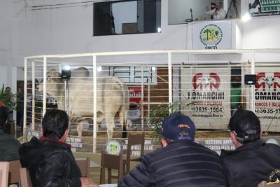 Leilões da Sociedade Rural de Laranjeiras do Sul comercializam mais de 900 animais 