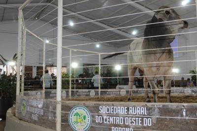 Leilões da Sociedade Rural de Laranjeiras do Sul comercializam mais de 900 animais 