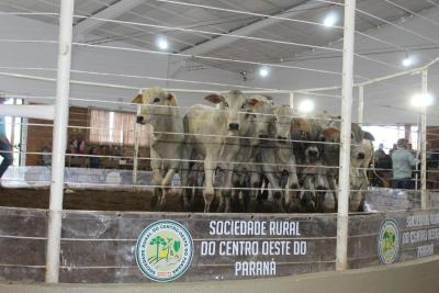 Leilões da Sociedade Rural de Laranjeiras do Sul comercializam mais de 900 animais 