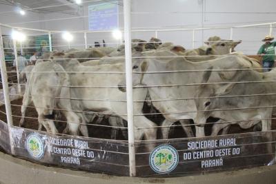 Leilões da Sociedade Rural de Laranjeiras do Sul comercializam mais de 900 animais 