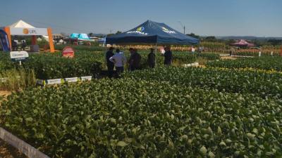 Começou o dia de Campo Coprossel no Centro de Eventos de Laranjeiras do Sul