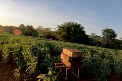 Com apoio do IDR-PR, abelhas produzem mel e aumentam produção de grãos 