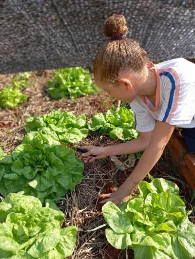 LS: Alunos do 5º Ano da Escola José Bonifácio Colhem Alfaces em Projeto de Horta Escolar