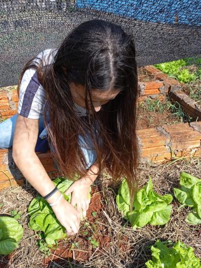 LS: Alunos do 5º Ano da Escola José Bonifácio Colhem Alfaces em Projeto de Horta Escolar