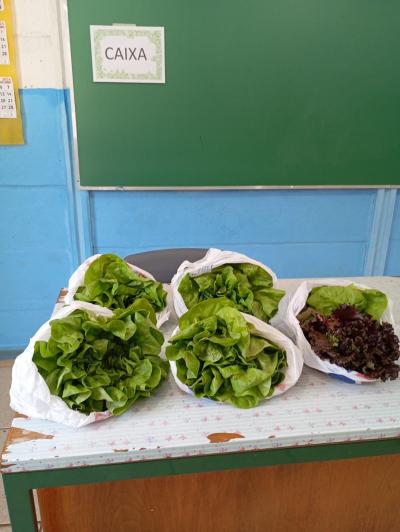 LS: Alunos do 5º Ano da Escola José Bonifácio Colhem Alfaces em Projeto de Horta Escolar