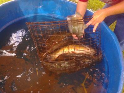 Feira do Peixe Vivo Acontece Neste Sábado no Lago Municipal de Laranjeiras do Sul