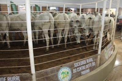 Leilão de Gado de Corte da Sociedade Rural de Laranjeiras acontece nesta quarta-feira, 16/10