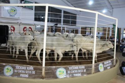 Leilão de Gado de Corte da Sociedade Rural de Laranjeiras acontece nesta quarta-feira, 16/10