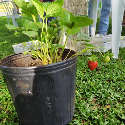 LS: UFFS promove atividades para fortalecer a horticultura na região