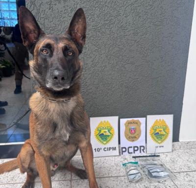 Cantagalo: PM realiza operaÃ§Ã£o Alvo Certo e apreende drogas e simulacro de arma