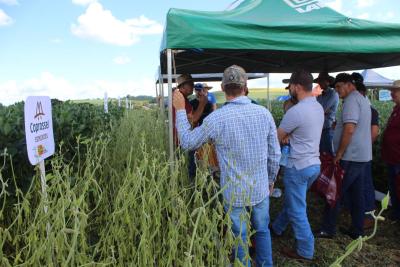 Coprossel - Dia de Campo em Porto Barreiro reuniu produtores e técnicos em prol de maiores produtividades