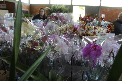 15ª Feira de Mudas do Rotary movimenta Laranjeiras do Sul com flores, frutíferas e ornamentais