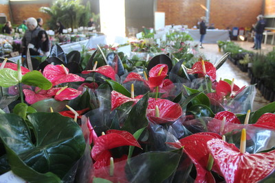 15ª Feira de Mudas do Rotary movimenta Laranjeiras do Sul com flores, frutíferas e ornamentais