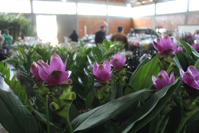 15ª Feira de Mudas do Rotary movimenta Laranjeiras do Sul com flores, frutíferas e ornamentais