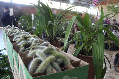 15ª Feira de Mudas do Rotary movimenta Laranjeiras do Sul com flores, frutíferas e ornamentais
