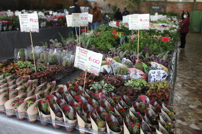 15ª Feira de Mudas do Rotary movimenta Laranjeiras do Sul com flores, frutíferas e ornamentais
