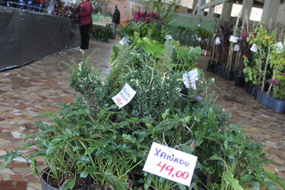 15ª Feira de Mudas do Rotary movimenta Laranjeiras do Sul com flores, frutíferas e ornamentais