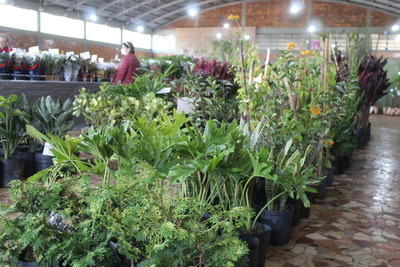 15ª Feira de Mudas do Rotary movimenta Laranjeiras do Sul com flores, frutíferas e ornamentais