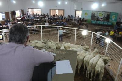 Leilão de Touros e gado de corte da Sociedade Rural movimenta mais de R$ 1 milhão em negócios