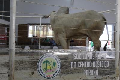 Leilão de Touros e gado de corte da Sociedade Rural movimenta mais de R$ 1 milhão em negócios