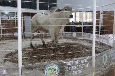 Leilão de Touros e gado de corte da Sociedade Rural movimenta mais de R$ 1 milhão em negócios