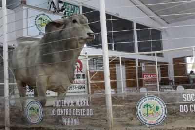 Leilão de Touros e gado de corte da Sociedade Rural movimenta mais de R$ 1 milhão em negócios