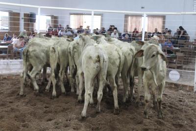Leilão de Touros e gado de corte da Sociedade Rural movimenta mais de R$ 1 milhão em negócios