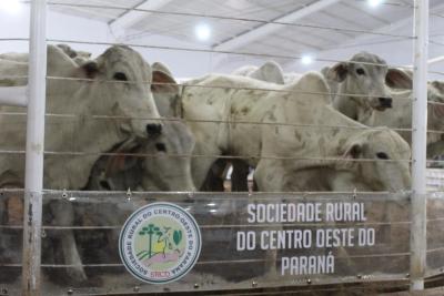 Leilão de Touros e gado de corte da Sociedade Rural movimenta mais de R$ 1 milhão em negócios