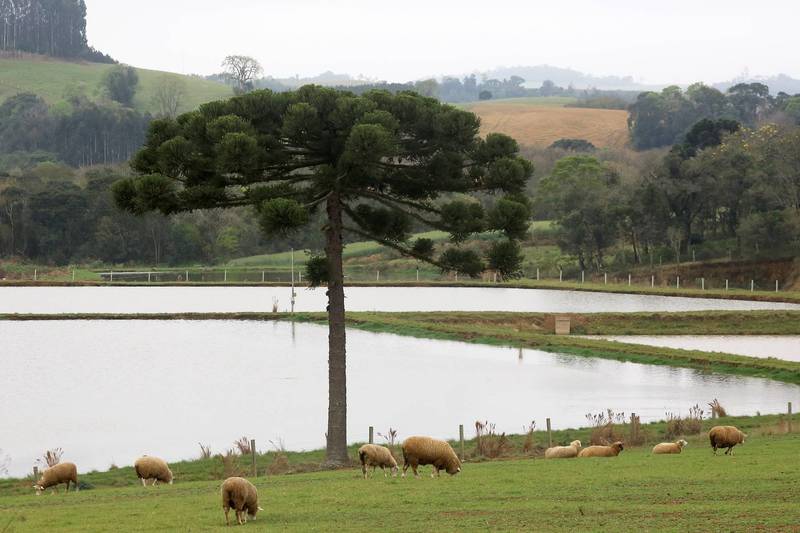 Deral - Boletim agropecuÃ¡rio aborda melhorias na criaÃ§Ã£o de ovinos