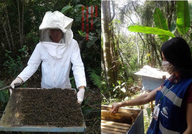 Agrotóxico dizima abelhas de 40 caixas em Turvo