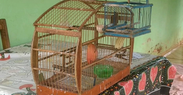 Polícia Ambiental apreende 50 aves nativas e aplica R$ 30 mil em multas no interior do Paraná