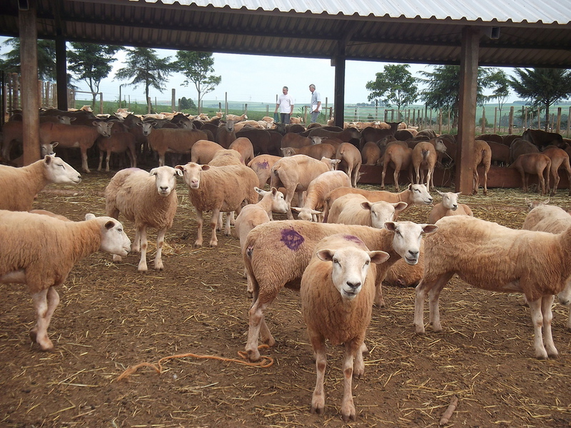DERAL - Boletim agropecuário aborda a ovinocultura paranaense