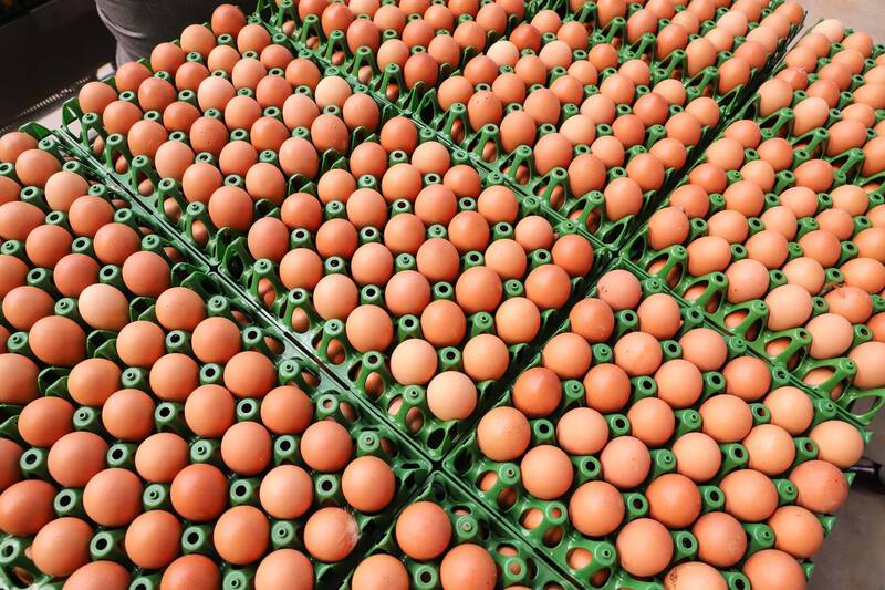 DERAL - Preço do ovo aumenta em fevereiro para produtor, atacado e varejo