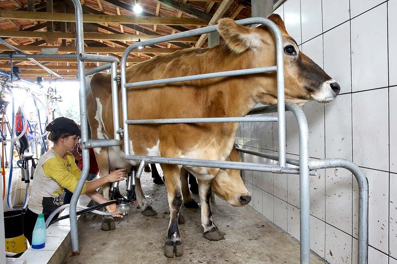 ProduÃ§Ã£o de leite diminui no ParanÃ¡ em razÃ£o das condiÃ§Ãµes climÃ¡ticas