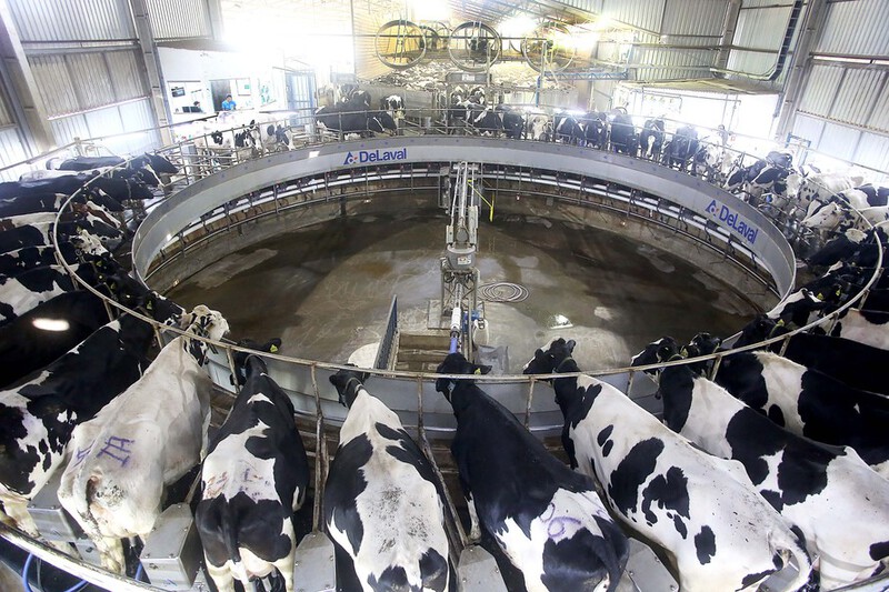 Conseleite-PR -  Preço do litro do leite pago ao produtor tem aumento 6,3 % 
