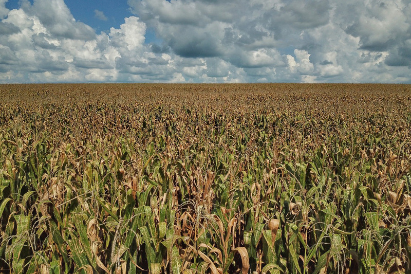 Início de colheita do milho de segunda Safra  tem  previsão  de redução de 13,4% no Paraná