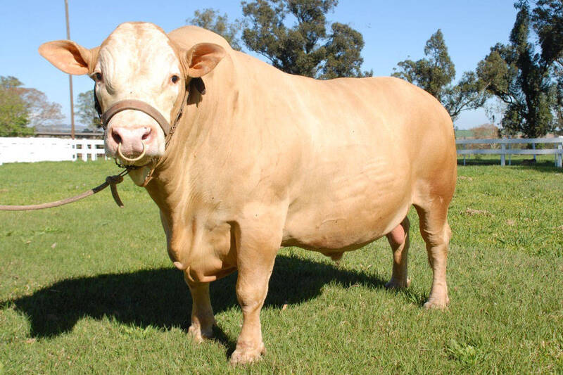 Primeira raça bovina desenvolvida no Paraná, Purunã ganha adeptos pelo Brasil