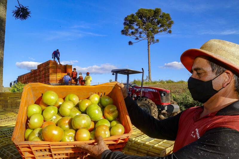 Com 18 milhões de pés, tomate une diferentes gerações no município de Reserva