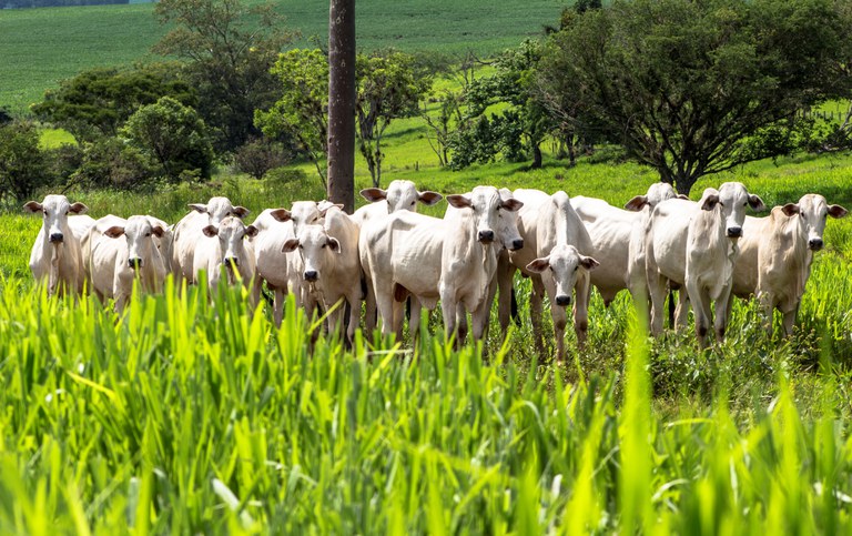 Com total de R$ 251,2 bilhões, Plano Safra 21/22 aumenta recursos para técnicas agrícolas sustentáveis