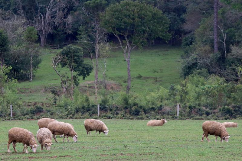 ADAPAR – A dois dias do encerramento do prazo 67,06 % das propriedades rurais atualizaram o rebanho